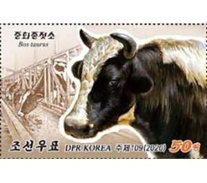 Cattle (Bos taurus) - North Korea 2020 - 50