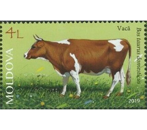 Cattle - Moldova 2019 - 4