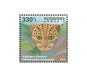 Caucasian Leopard (Panthera pardus tulliana) - Armenia 2019 - 330