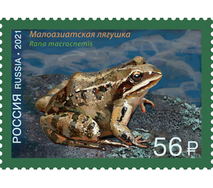 Caucasus Frog (Rana macrocnemis) - Russia 2021 - 56