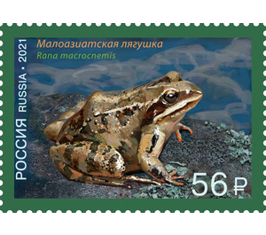 Caucasus Frog (Rana macrocnemis) - Russia 2021 - 56