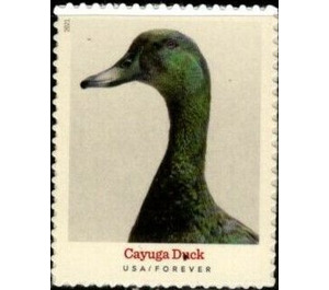 Cayuga Duck - United States of America 2021