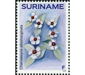 Chamaesyce albomarginata - South America / Suriname 2020