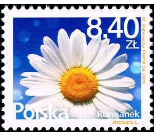 Chamomile (Asteraceae) - Poland 2020 - 8.40
