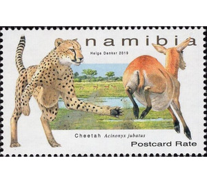 Cheetah (Acinonyx jubatus) - South Africa / Namibia 2019