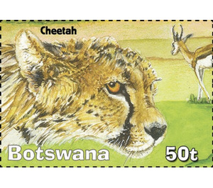 Cheetah - South Africa / Botswana 2019 - 50