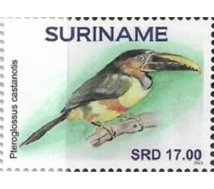 Chestnut-eared araçari (Pteroglossus castanotis) - South America / Suriname 2021