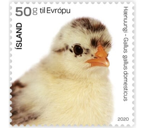 Chick - Iceland 2020
