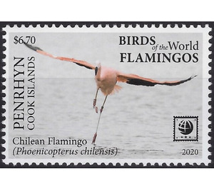 Chilean Flamingo (Phoenicopterus chilensis) - Polynesia / Penrhyn 2020