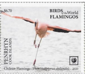 Chilean Flamingo (Phoenicopterus chilensis) - Polynesia / Penrhyn 2020