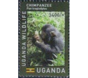 Chimpanzee (Pan troglodytes) - East Africa / Uganda 2017