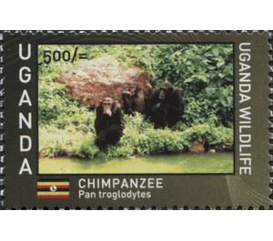 Chimpanzee (Pan troglodytes) - East Africa / Uganda 2017 - 500