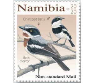 Chinspot Batis (Batis molitor) - South Africa / Namibia 2020