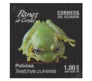 Chiriqui Glass Frog (Teratohyla pulverata) - South America / Ecuador 2019 - 1