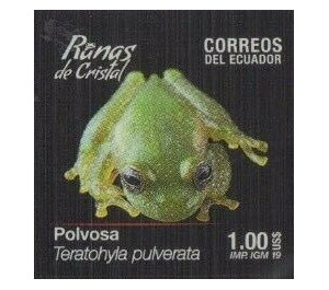 Chiriqui Glass Frog (Teratohyla pulverata) - South America / Ecuador 2019 - 1
