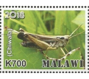 Chiwala - East Africa / Malawi 2019 - 700