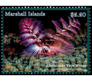 Christmas Tree Worm (Spirobranchus giganteus) - Micronesia / Marshall Islands 2020 - 2.20