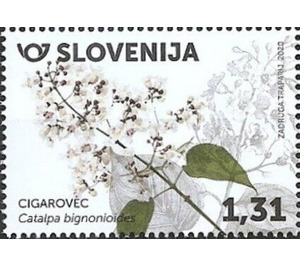 Cigar Tree (Catalpa bignonioides) - Slovenia 2020 - 1.31