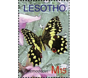 Citrus Swallowtail (Papilio demodocus) - South Africa / Lesotho 2007 - 15