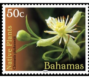 Clematis plukenetii - Caribbean / Bahamas 2019 - 50