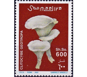 Clitocybe geotropa - East Africa / Somalia 2002 - 600