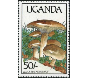 Clitocybe nebularis - East Africa / Uganda 1989 - 50