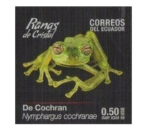 Cochran Frog (Nymphargus cochranae) - South America / Ecuador 2019 - 0.50