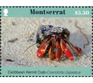 Coenobita clypeatus - Caribbean / Montserrat 2017 - 5.50