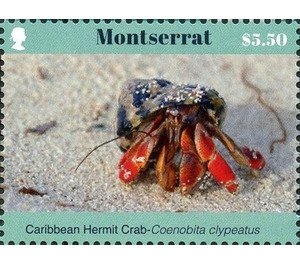 Coenobita clypeatus - Caribbean / Montserrat 2017 - 5.50