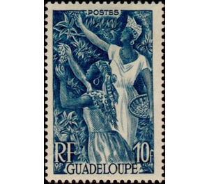 Coffee - Caribbean / Guadeloupe 1947 - 10