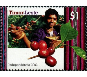 Coffee Harvest - East Timor 2002 - 1