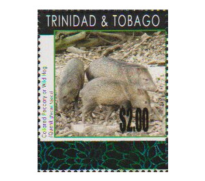 Collared Peccary (Tayassu tajacu) - Caribbean / Trinidad and Tobago 2019 - 2