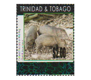 Collared Peccary (Tayassu tajacu) - Caribbean / Trinidad and Tobago 2019 - 2