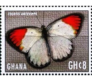 Colotis antevippe - West Africa / Ghana 2017 - 8