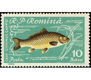 Common Carp (Cyprinus carpio) - Romania 1960 - 10