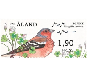Common Chaffinch (Fringilla coelebs) - Åland Islands 2021