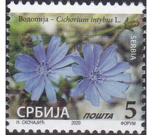 Common Chicory (Cichorium intybus) - Serbia 2020 - 5