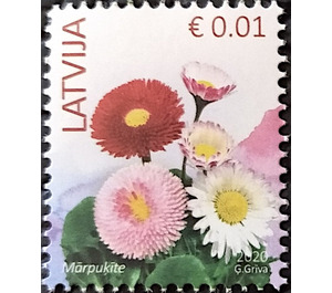 Common Daisy (Bellis perennis) - Latvia 2020 - 0.01