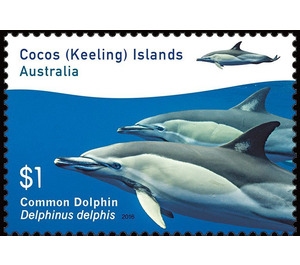 Common Dolphin (Delphinus delphis) - Cocos (Keeling) Islands 2016 - 1