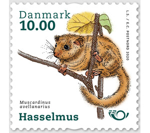 Common Dormouse (Muscardinus avellanarius) - Denmark 2020 - 10