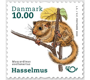 Common Dormouse (Muscardinus avellanarius) - Denmark 2020 - 10