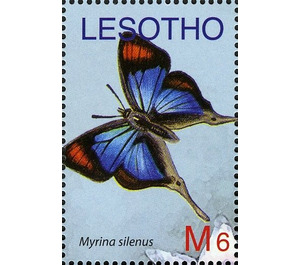 Common Fig-tree Blue (Myrina silenus) - South Africa / Lesotho 2007 - 6