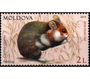 Common Hamster (Cricetus cricetus) - Moldova 2019 - 2