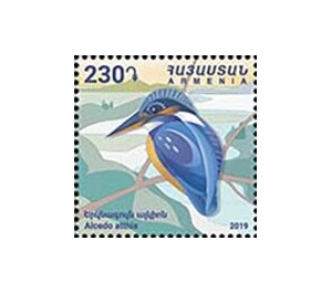 Common Kingfisher (Alcedo atthis) - Armenia 2019 - 230