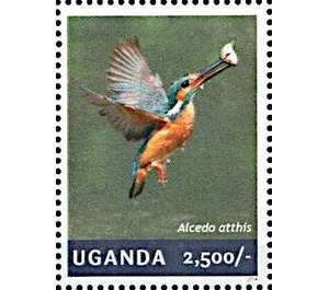 Common Kingfisher (Alcedo atthis) - East Africa / Uganda 2014