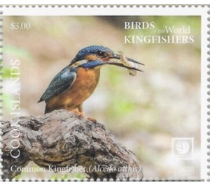 Common Kingfisher (Alcedo atthis) - Polynesia / Cook Islands 2020 - 3