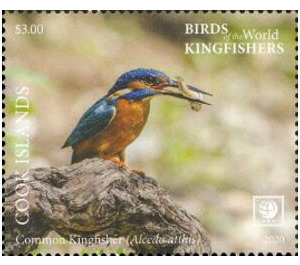 Common Kingfisher (Alcedo atthis) - Polynesia / Cook Islands 2020 - 3