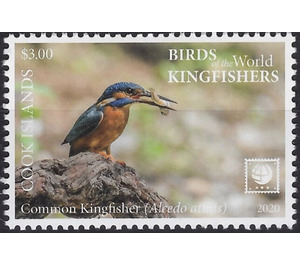 Common Kingfisher (Alcedo atthis) - Polynesia / Cook Islands 2020 - 3