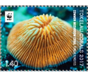 Common mushroom coral (Funcia funcites) - Polynesia / Tokelau 2017 - 1.40