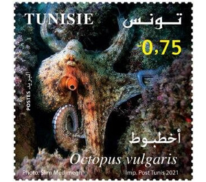 Common Octopus (Octopus vulgaris) - Tunisia 2021 - 0.65